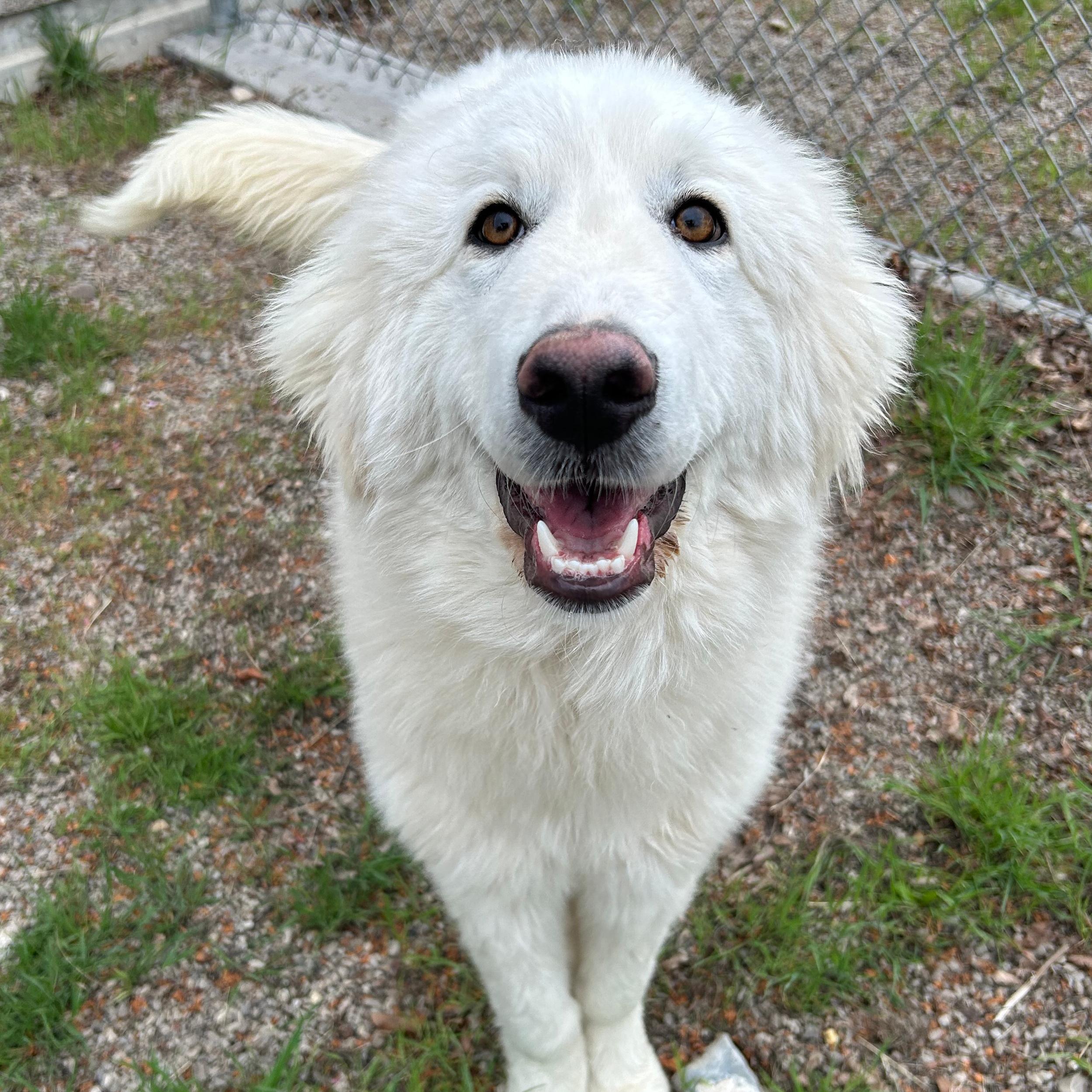 Enlarge Rose, a ADOPTABLE mixed breed in Lindon, UT image 2/6