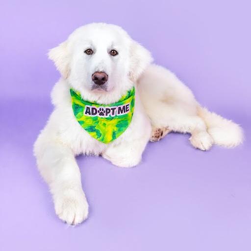 Rose, ADOPTABLE, Young Female Great Pyrenees.
