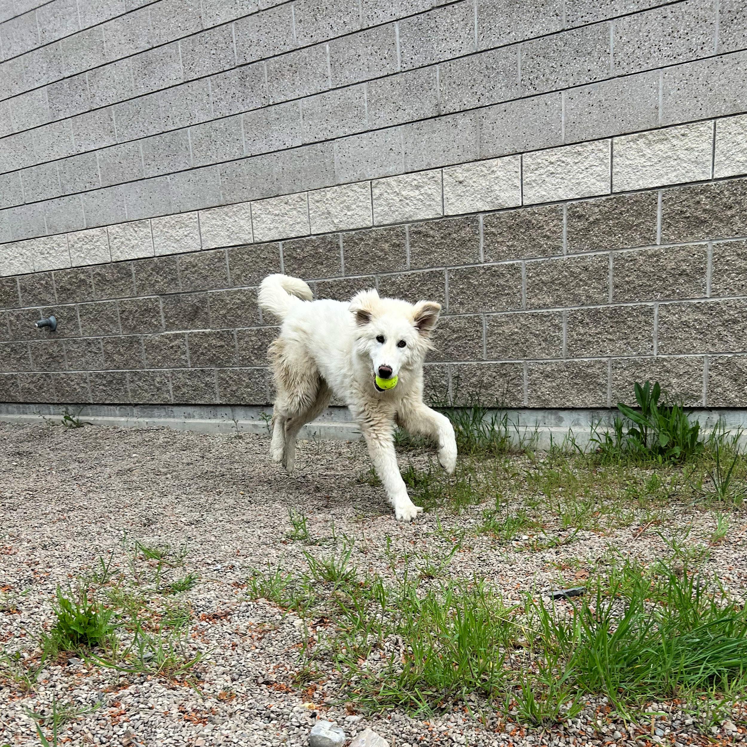 Enlarge Rose, a ADOPTABLE mixed breed in Lindon, UT image 4/6