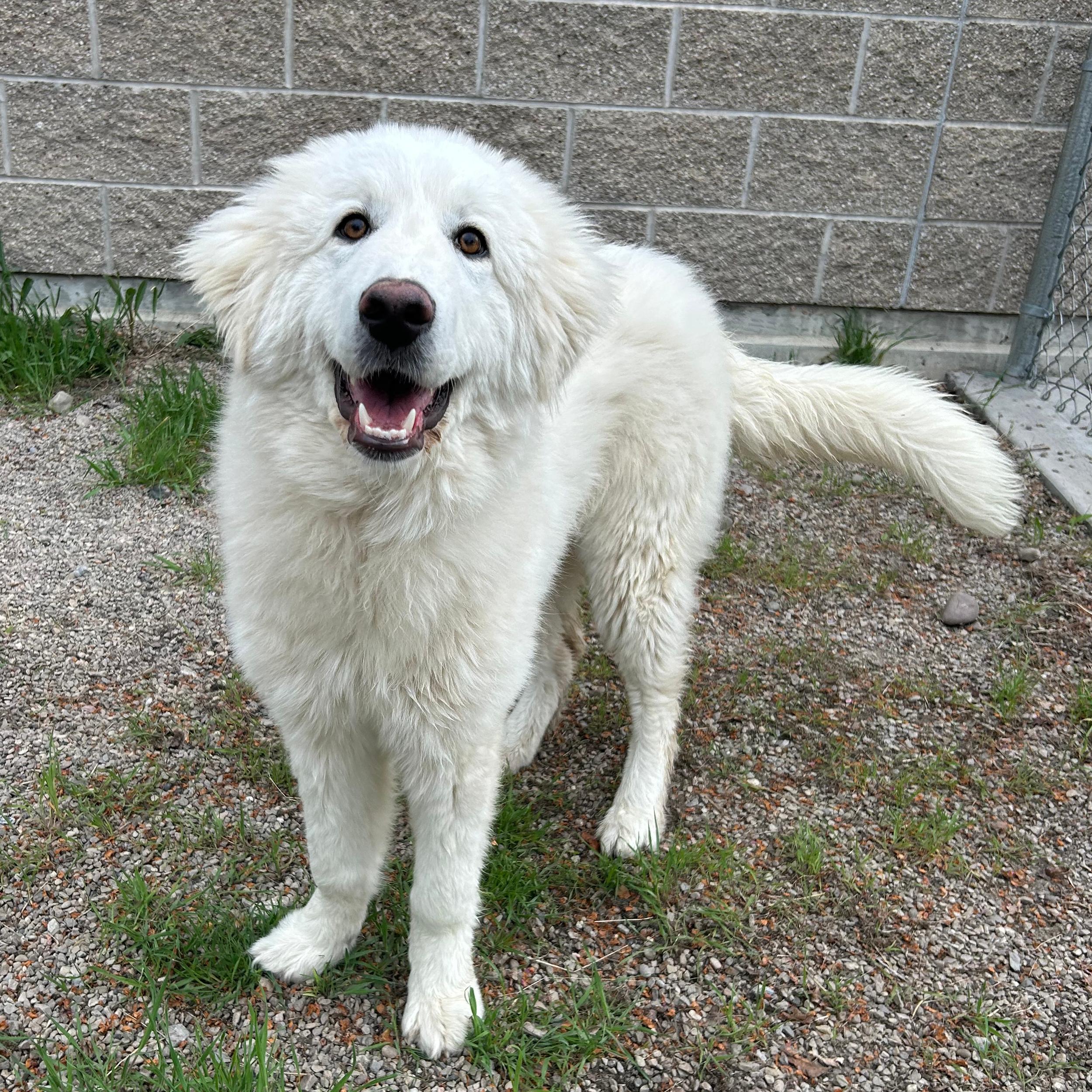 Enlarge Rose, a ADOPTABLE mixed breed in Lindon, UT image 5/6