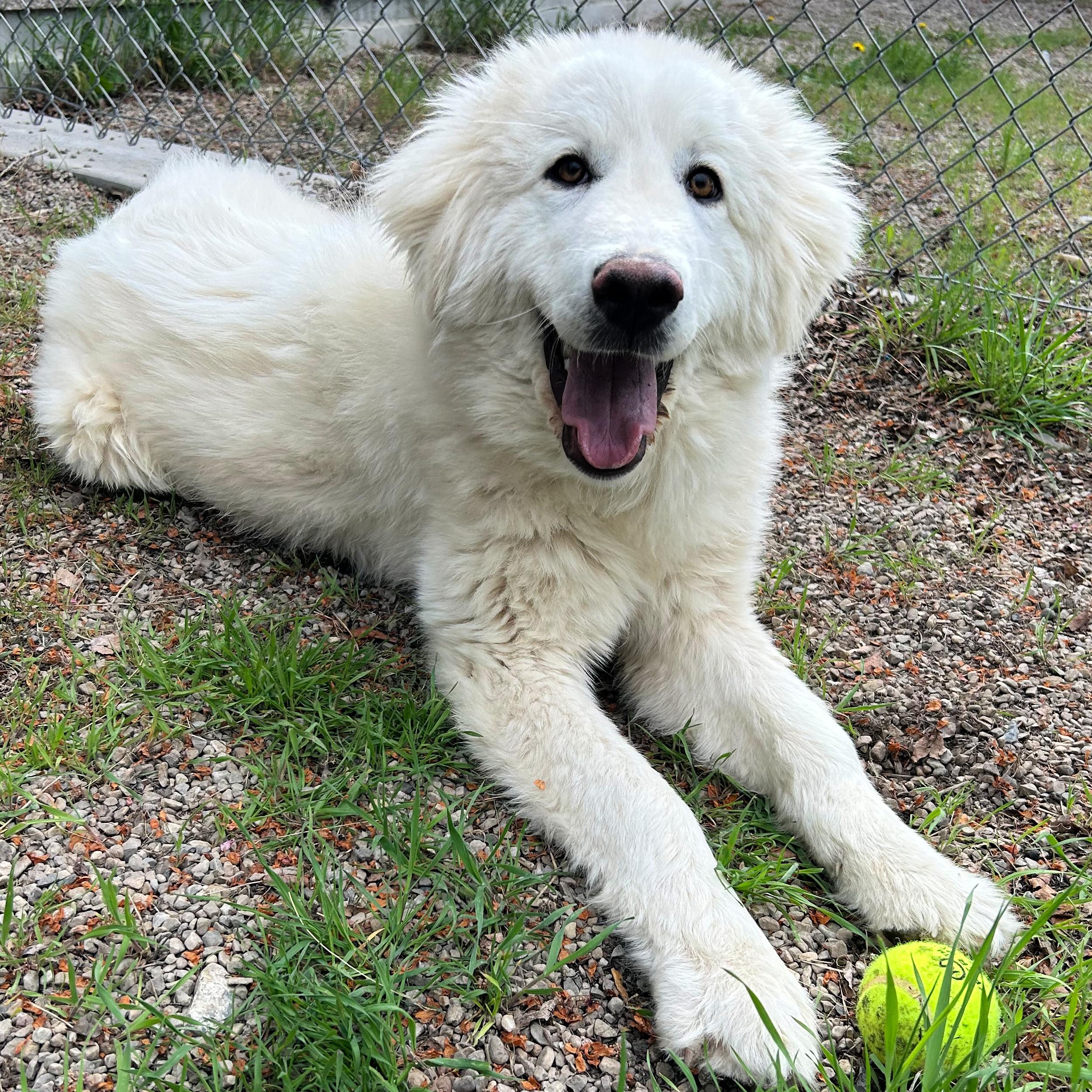 Enlarge Rose, a ADOPTABLE mixed breed in Lindon, UT image 3/6