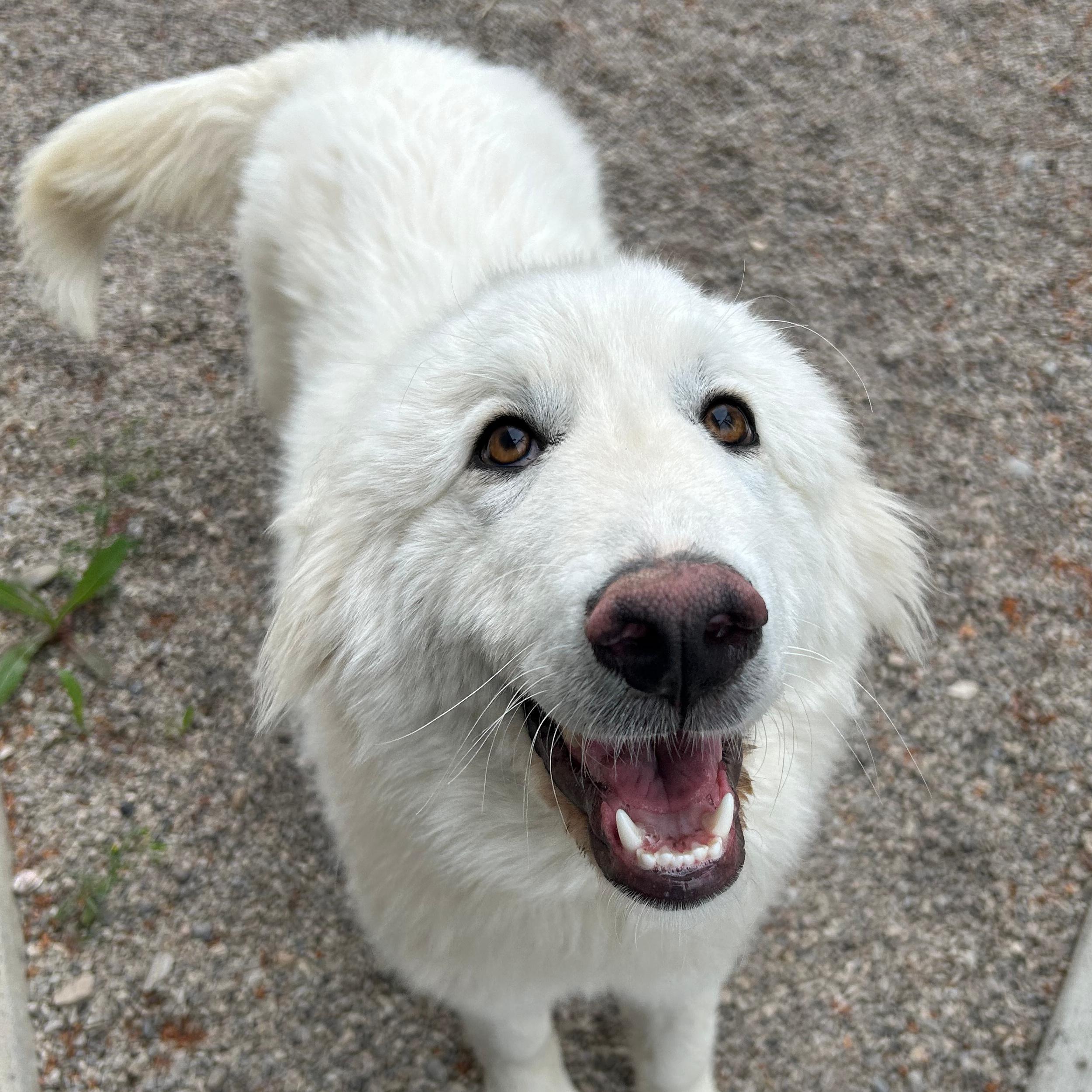 Enlarge Rose, a ADOPTABLE mixed breed in Lindon, UT image 6/6