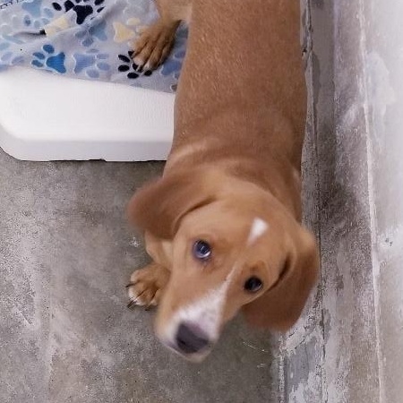 Enlarge SCOOTER, a Adoptable mixed breed in Carmel, IN image 1/2