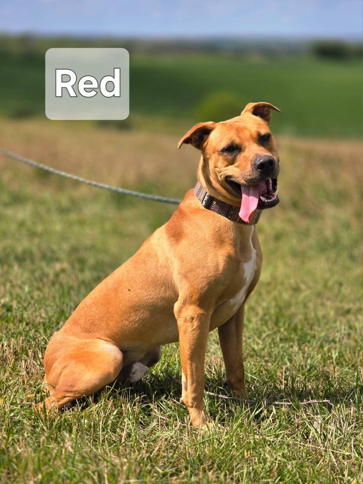 Red, a ADOPTABLE mixed breed in Walthill, NE image 4/6