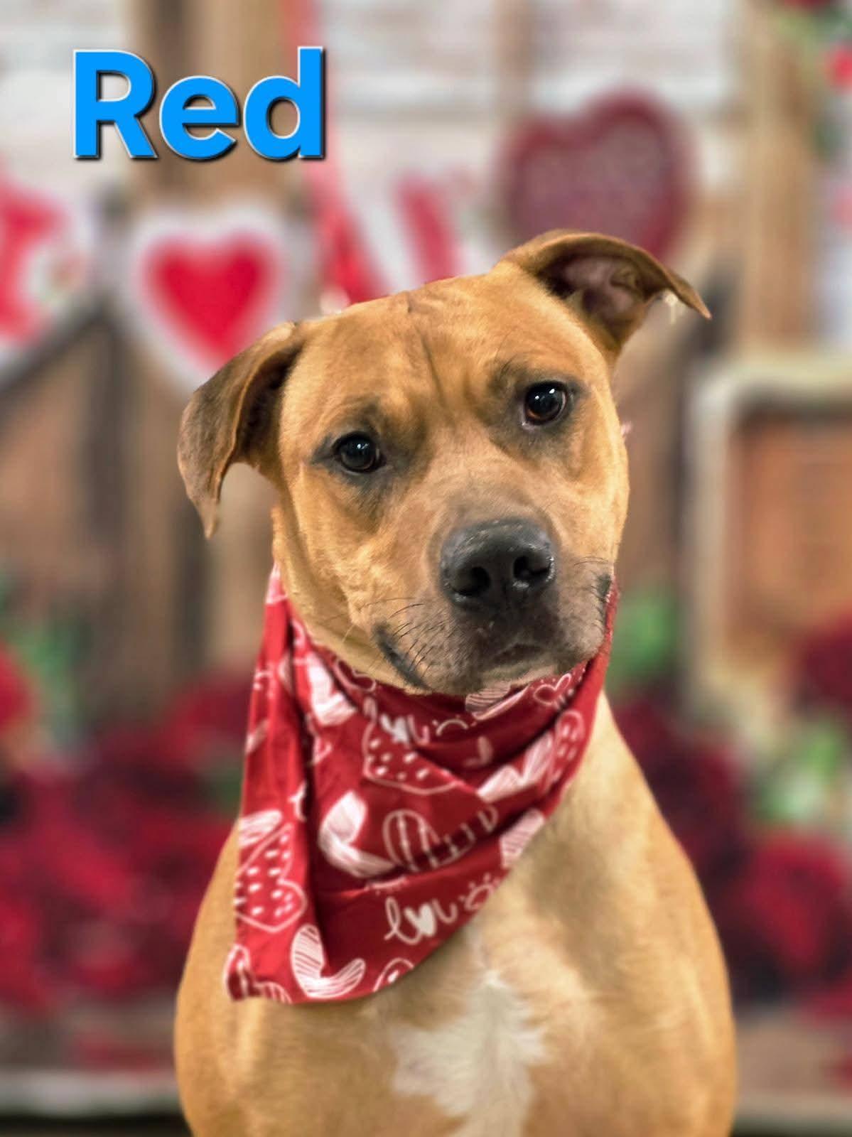 Red, a ADOPTABLE mixed breed in Walthill, NE image 3/6