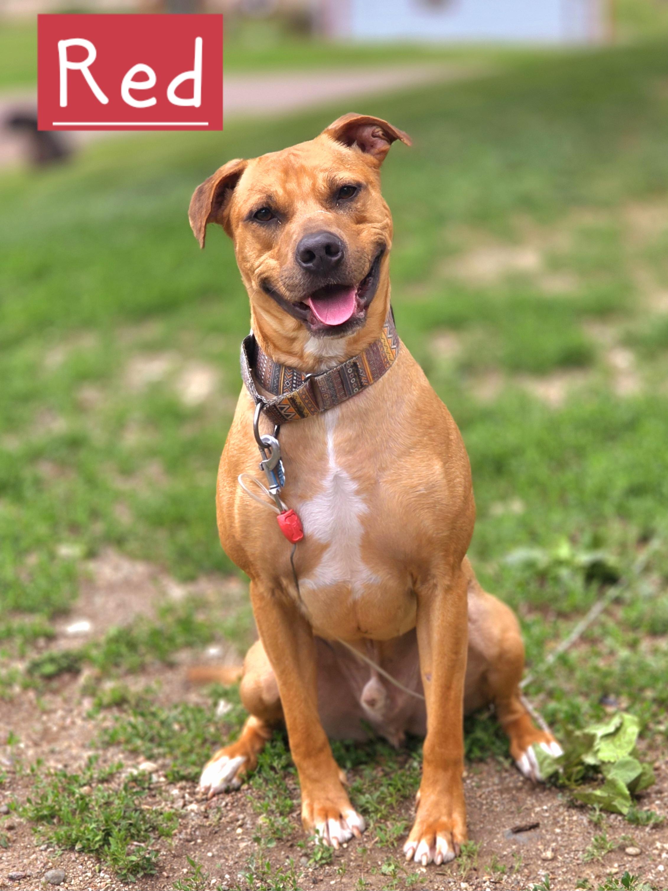 Red, ADOPTABLE, Adult Male Pit Bull Terrier.