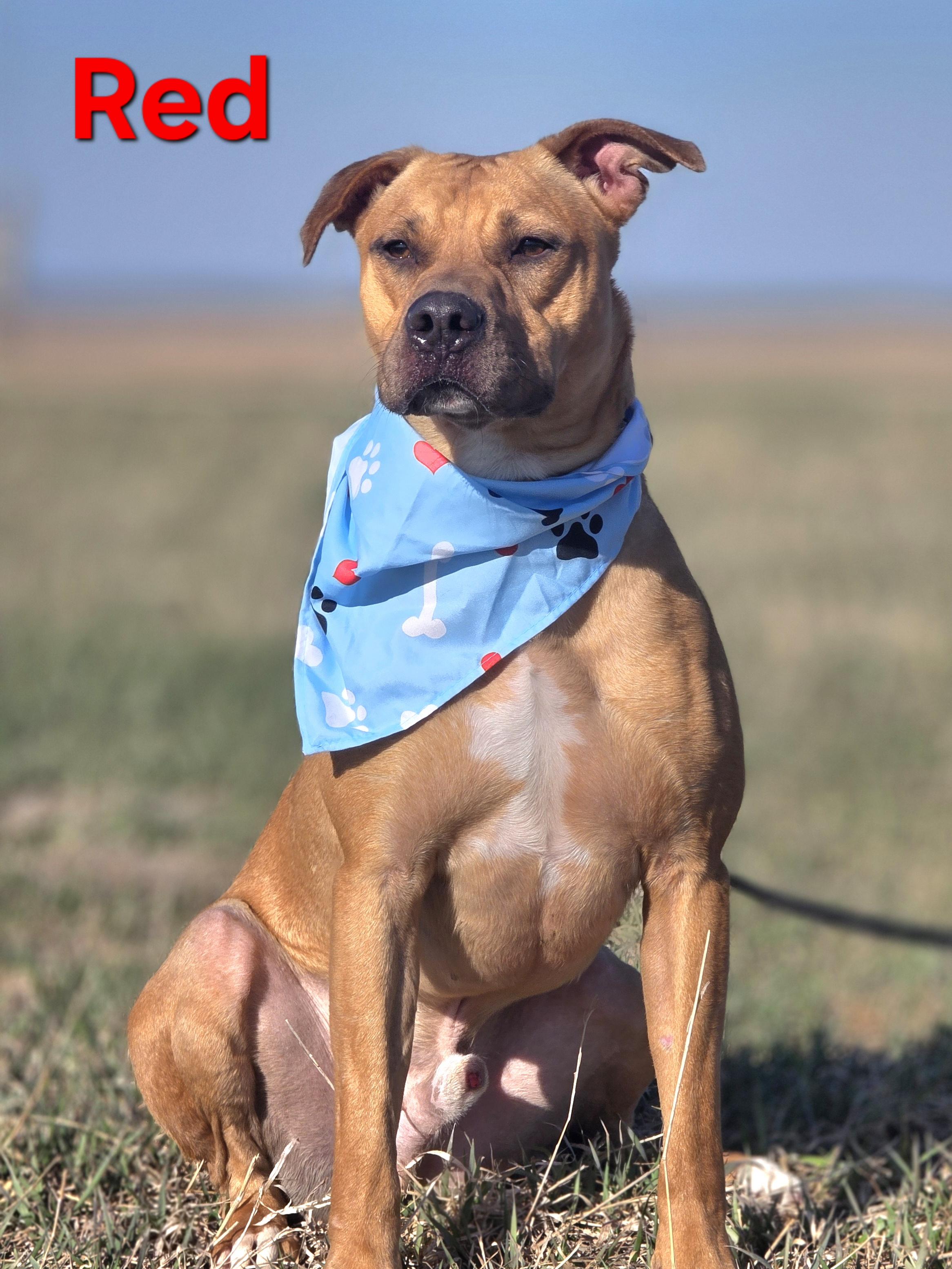 Red, a ADOPTABLE mixed breed in Walthill, NE image 2/6