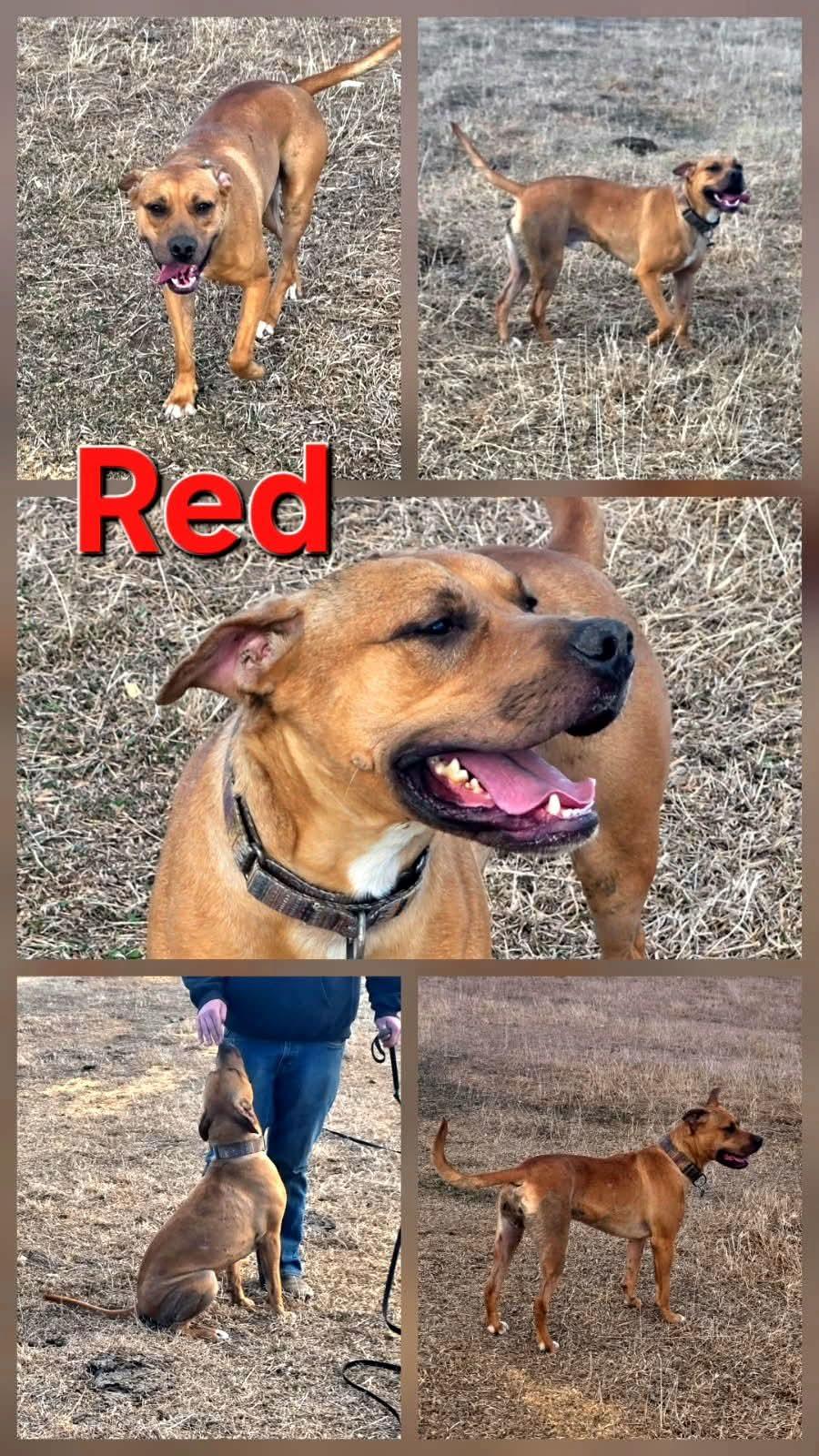Red, a ADOPTABLE mixed breed in Walthill, NE image 5/6