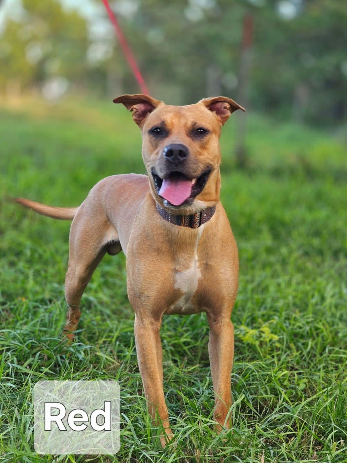Red, a ADOPTABLE mixed breed in Walthill, NE image 6/6