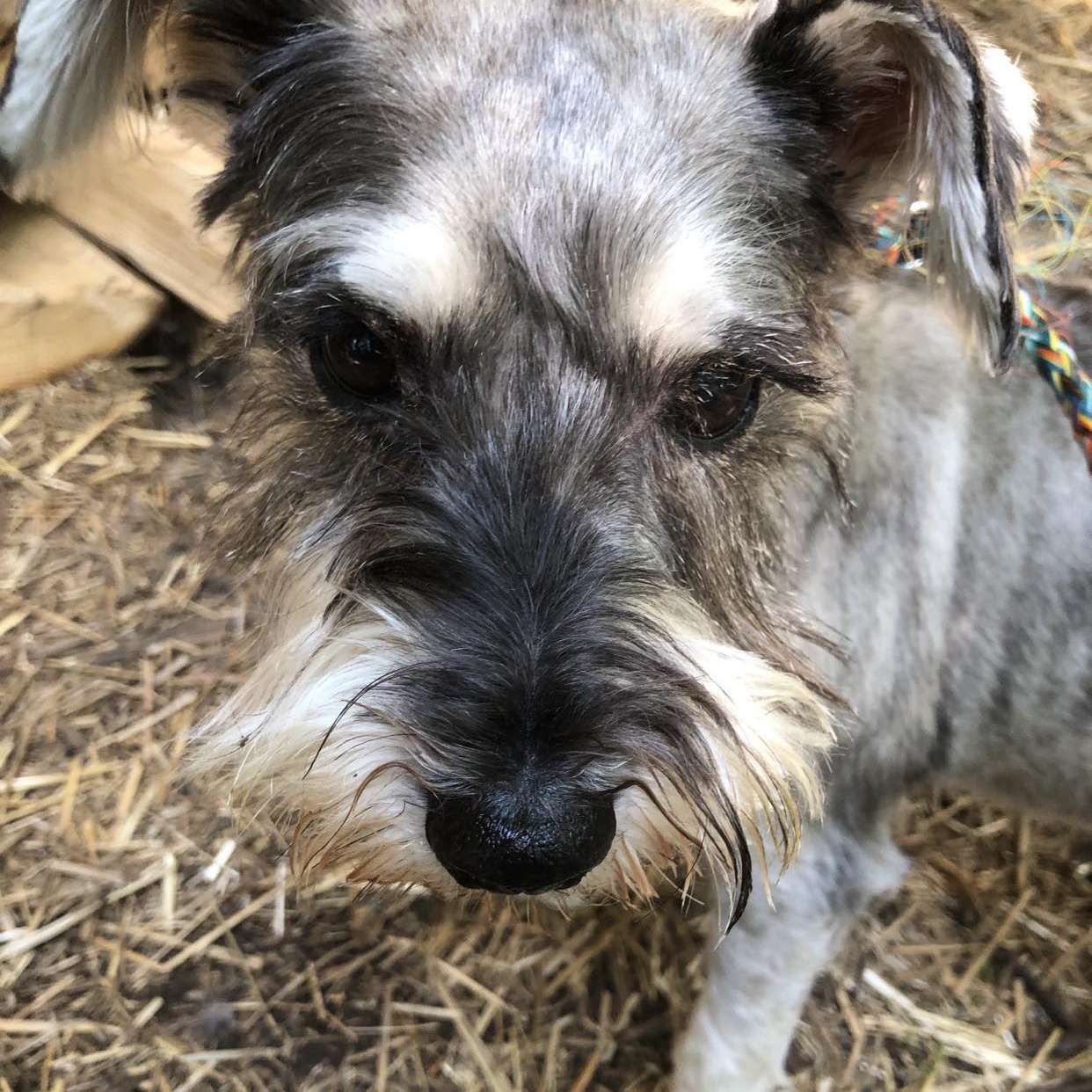 Buddy: Needs sponsors!, a Adoptable Miniature Schnauzer in Homer Glen, IL image 2/4