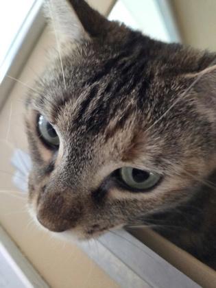Mochi, Adoptable, Young Female Domestic Short Hair & Domestic Short Hair.