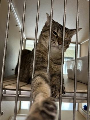 Enlarge Mochi, a Adoptable Domestic Short Hair in Leander, TX image 1/3
