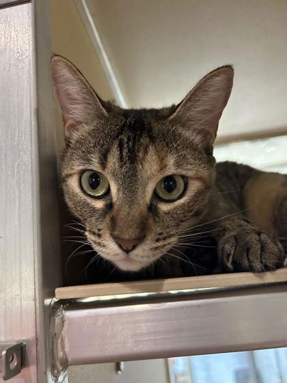 Enlarge Mochi, a Adoptable Domestic Short Hair in Leander, TX image 2/3