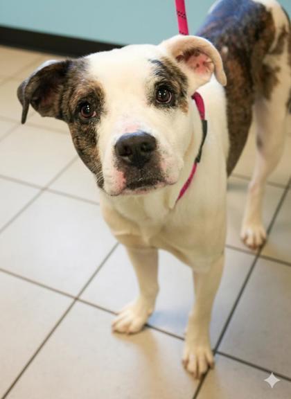 Enlarge Tony, a Adoptable mixed breed in Bowling Green, KY image 1/1