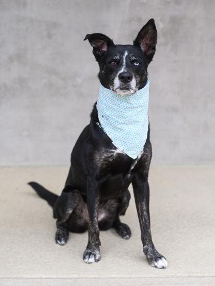 Enlarge Angie, a Adoptable mixed breed in Longmont, CO image 1/3