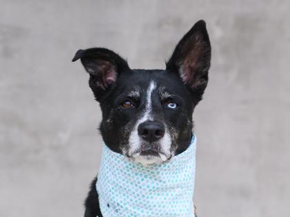 Enlarge Angie, a Adoptable mixed breed in Longmont, CO image 2/3