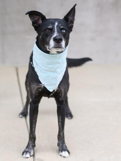 Enlarge Angie, a Adoptable mixed breed in Longmont, CO image 3/3