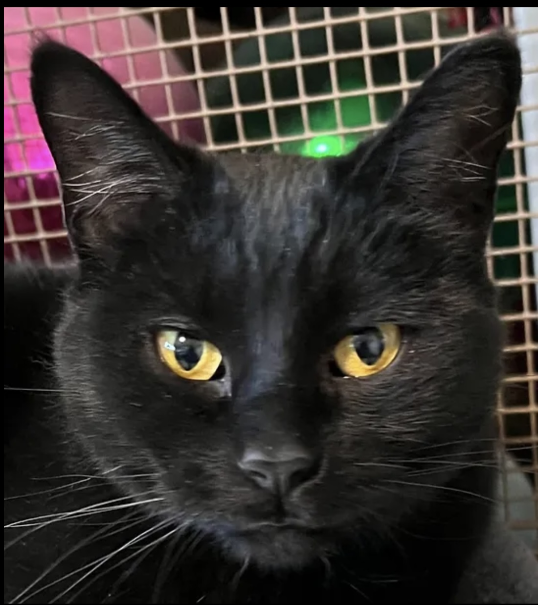 Enlarge Cinder, a Adoptable Domestic Short Hair in Independence, MO image 1/4