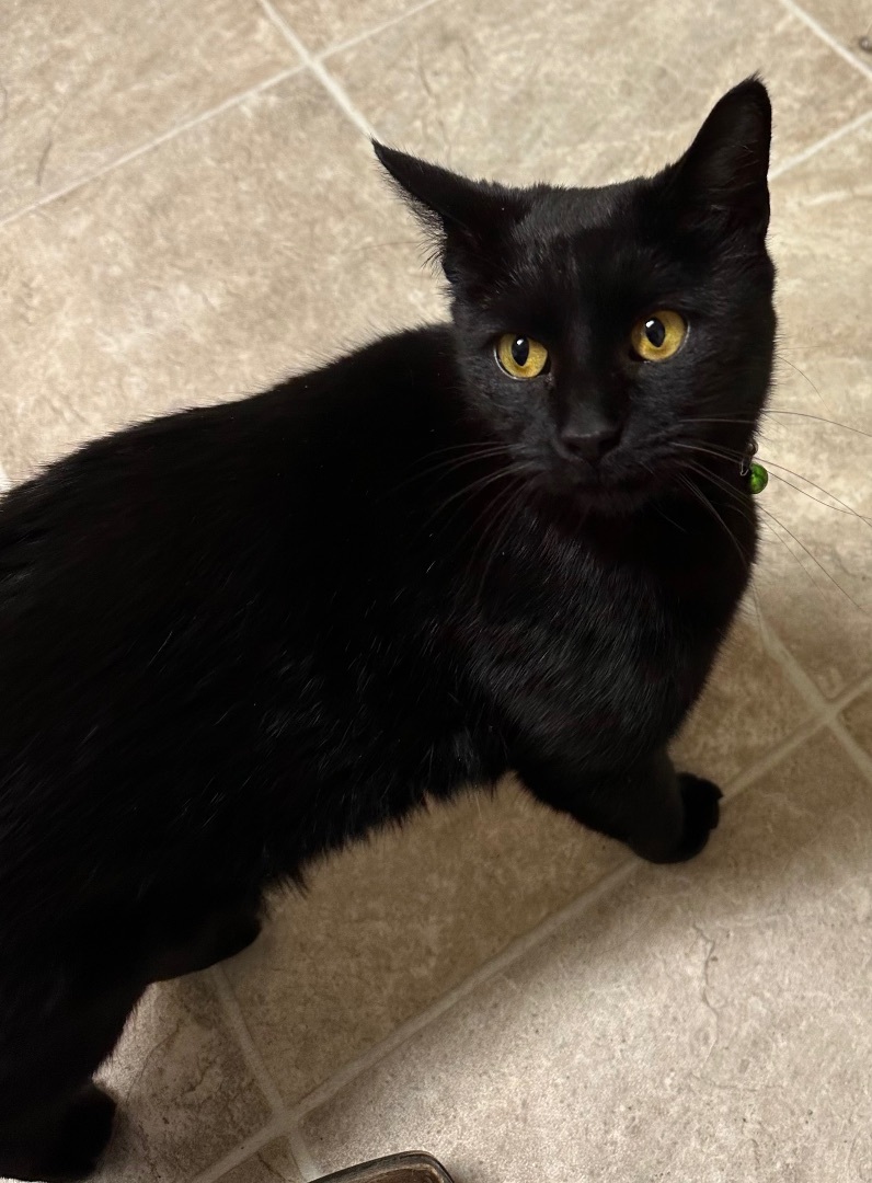 Enlarge Cinder, a Adoptable Domestic Short Hair in Independence, MO image 2/4