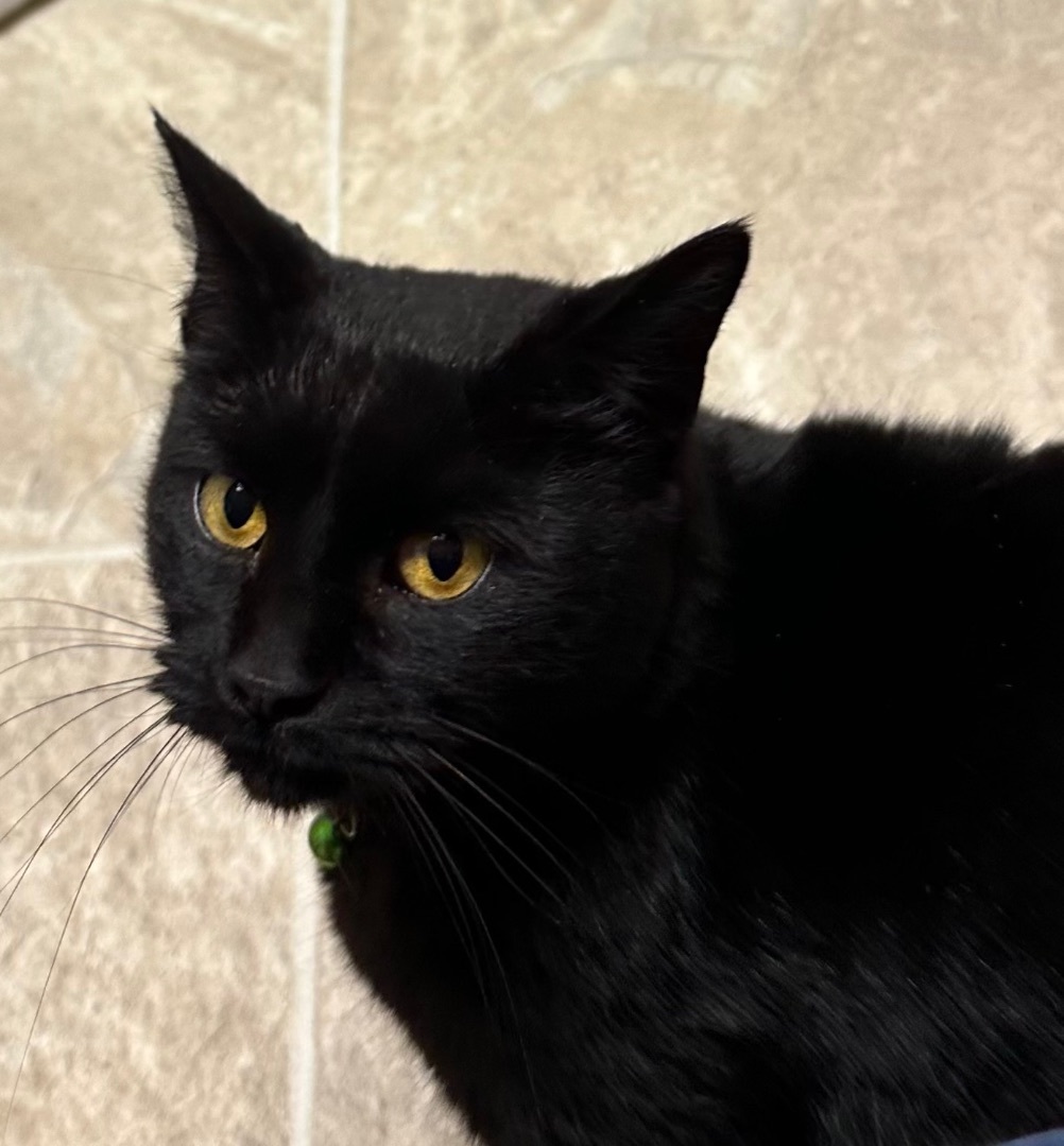 Enlarge Cinder, a Adoptable Domestic Short Hair in Independence, MO image 3/4