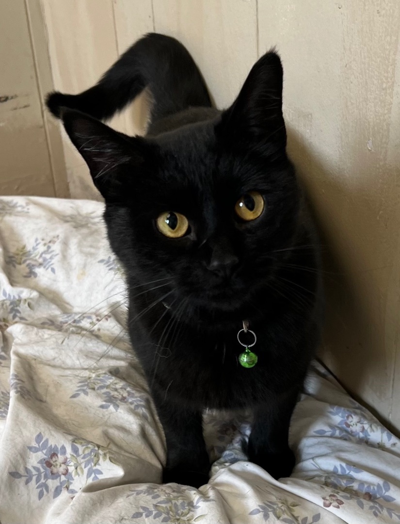 Enlarge Cinder, a Adoptable Domestic Short Hair in Independence, MO image 4/4