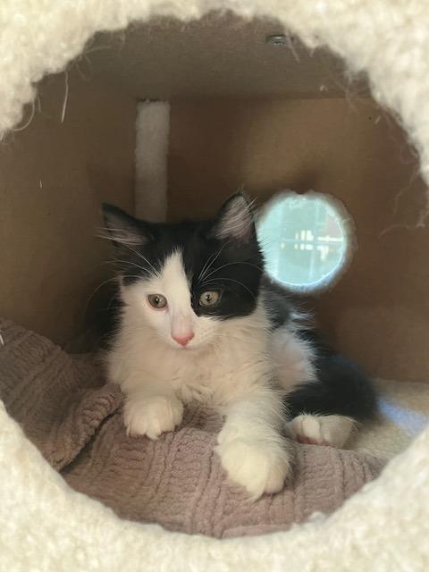Enlarge Lara, a Adopted Domestic Short Hair in Melrose, MA image 2/5