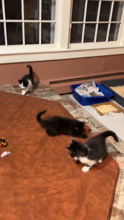 Enlarge Lara, a Adopted Domestic Short Hair in Melrose, MA video 5/5