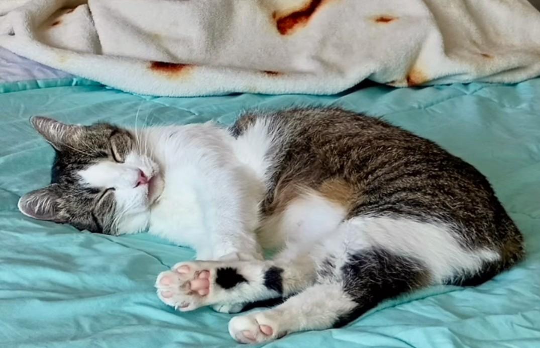 Enlarge Honey, a ADOPTABLE Tabby in New Albany, OH image 2/5