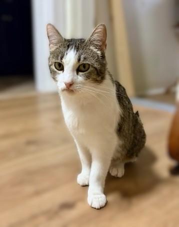 Honey, a ADOPTABLE Tabby in New Albany, OH image 2/3