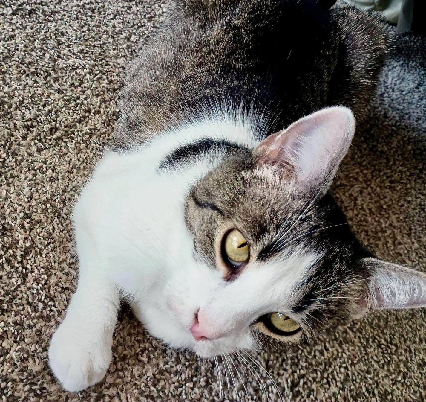 Enlarge Honey, a ADOPTABLE Tabby in New Albany, OH image 3/5