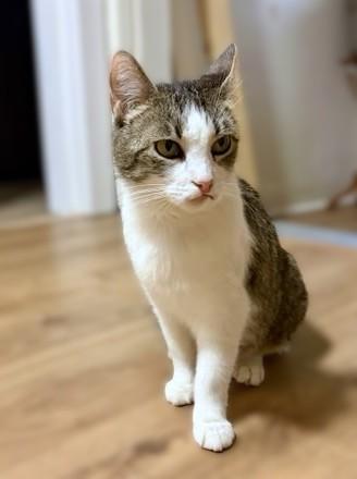 Honey, a ADOPTABLE Tabby in New Albany, OH image 3/3