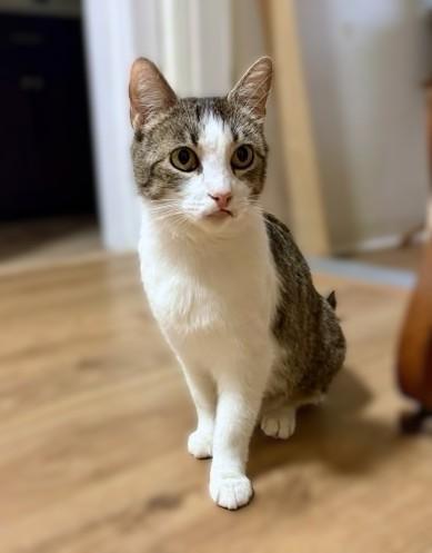 Honey, ADOPTABLE, Young Female Tabby.