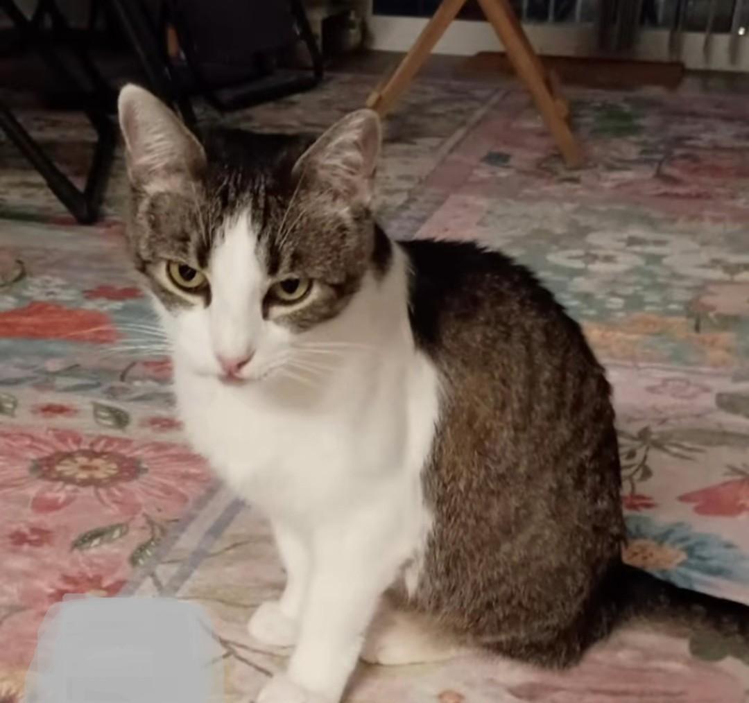 Enlarge Honey, a ADOPTABLE Tabby in New Albany, OH image 4/5