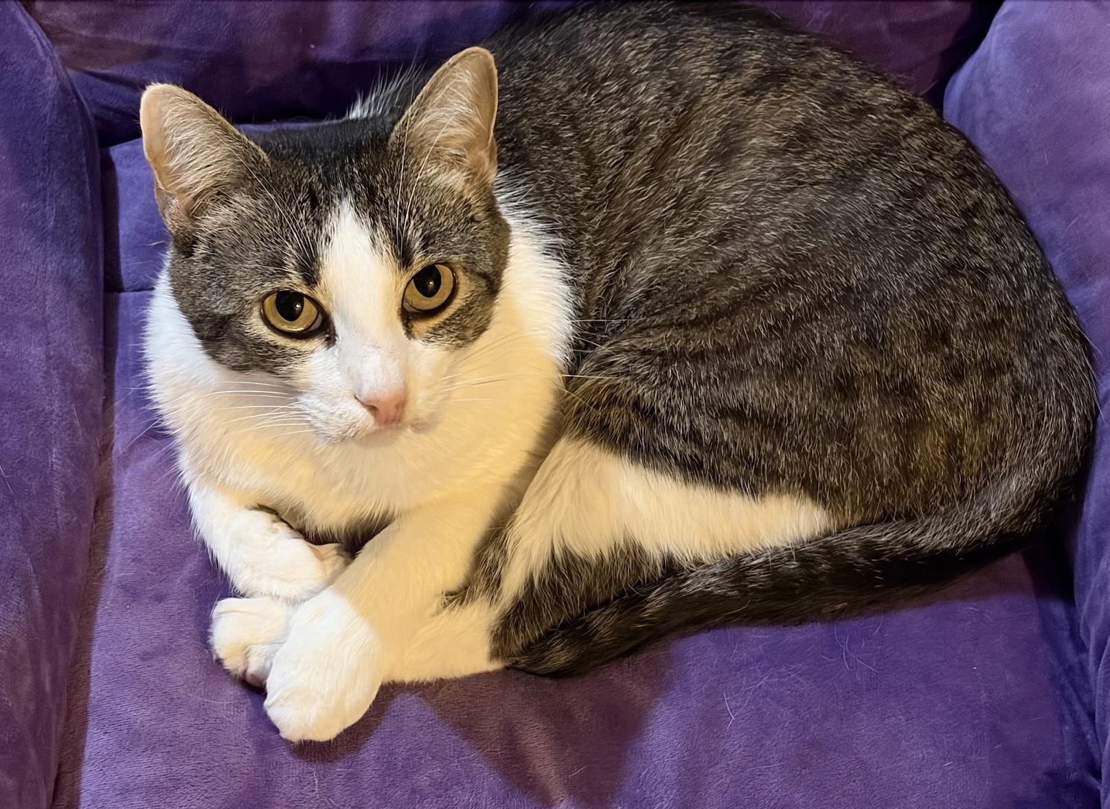 Honey, ADOPTABLE, Young Female Tabby.