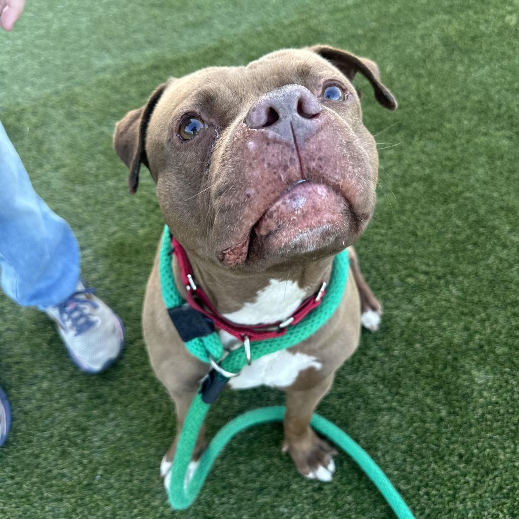 Fendi, Adoptable, Adult Female Mixed Breed.