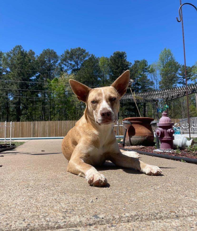 Luna, a Adoptable Catahoula Leopard Dog in Little Rock, AR image 1/5
