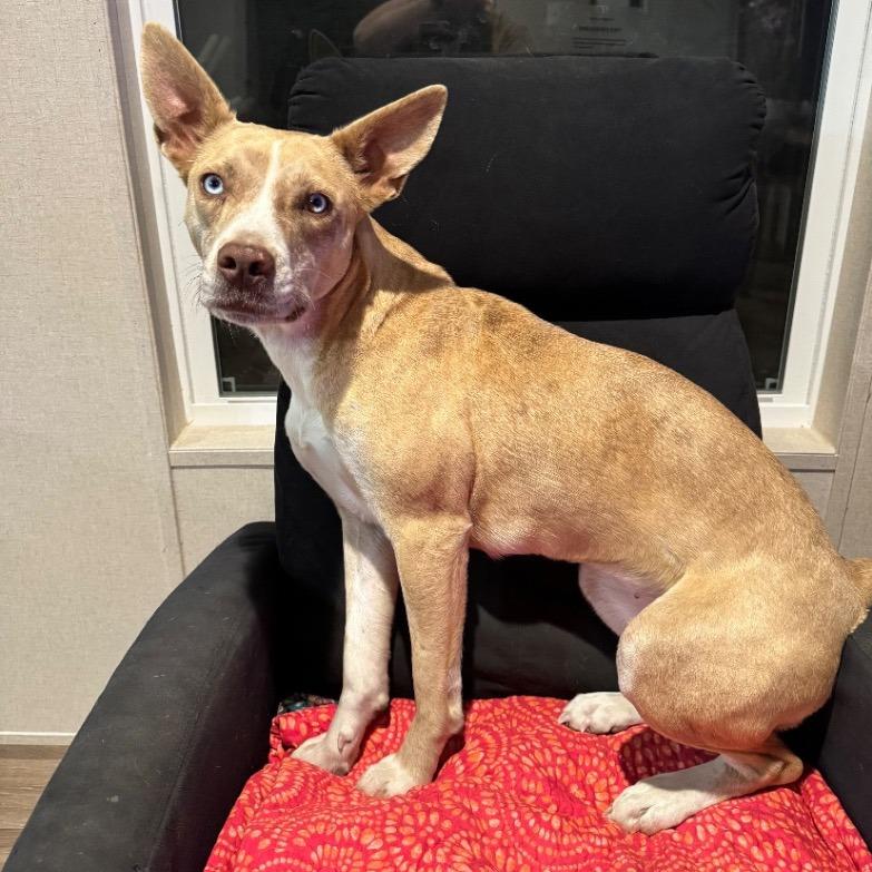 Luna, a Adoptable Catahoula Leopard Dog in Little Rock, AR image 2/5