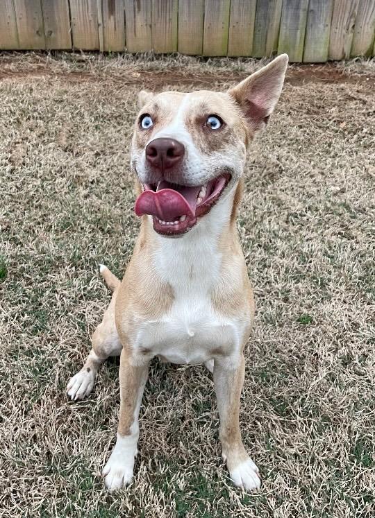 Luna, a Adoptable Catahoula Leopard Dog in Little Rock, AR image 3/5
