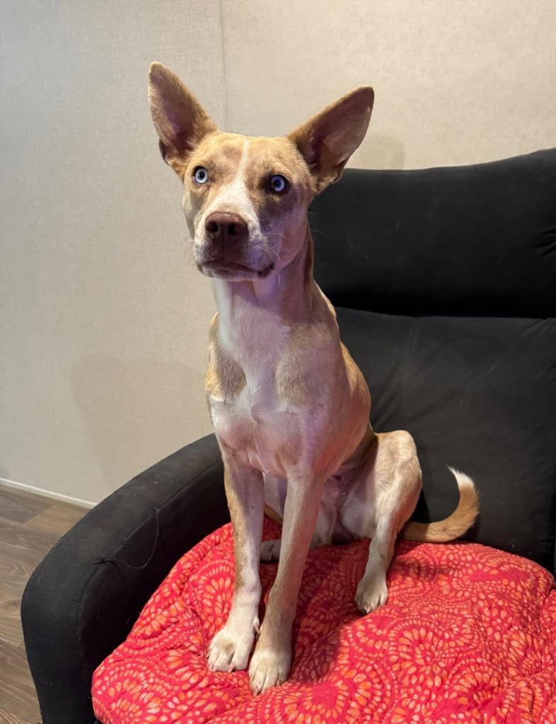 Luna, a Adoptable Catahoula Leopard Dog in Little Rock, AR image 4/5