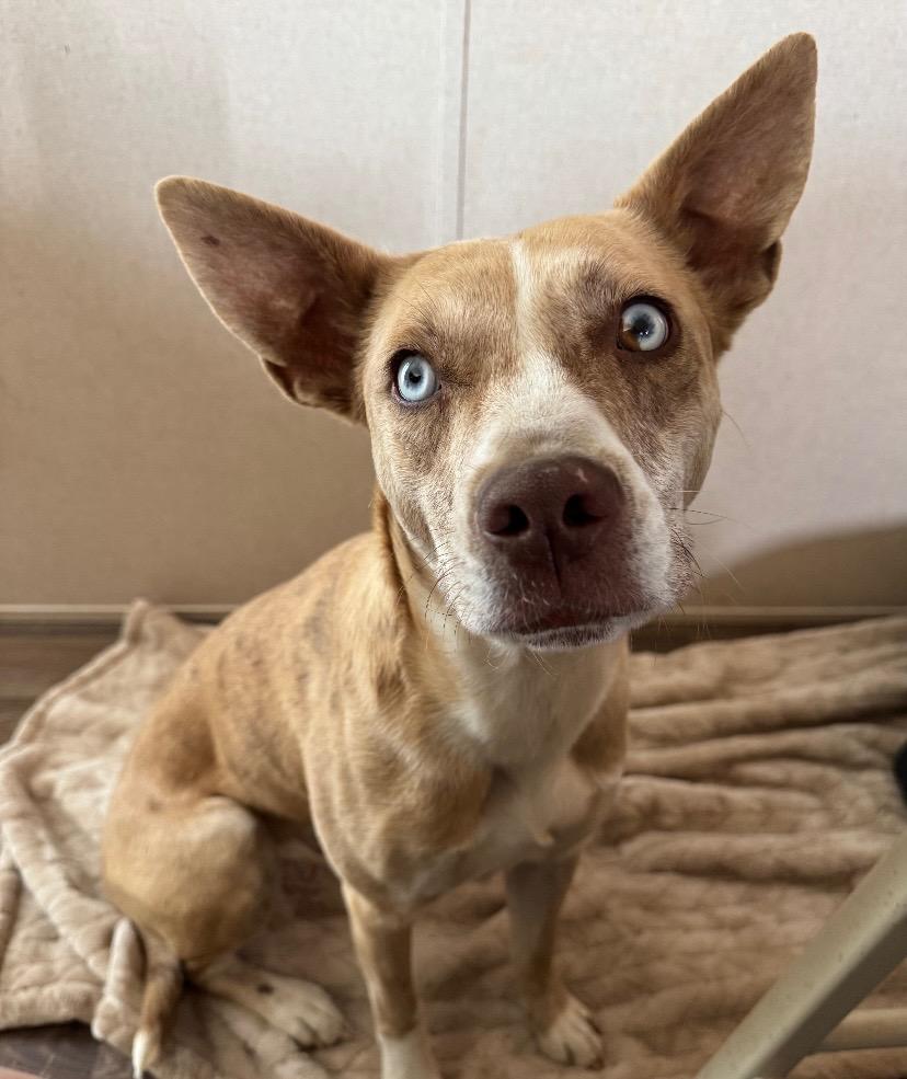 Luna, a Adoptable Catahoula Leopard Dog in Little Rock, AR image 5/5