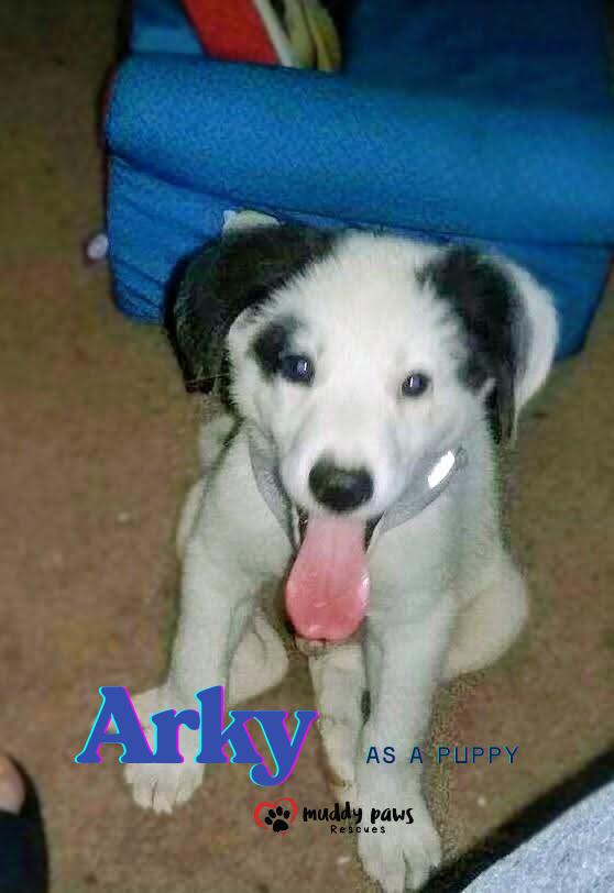Enlarge Arky (Courtesy Post), a Adoptable mixed breed in Council Bluffs, IA image 1/3