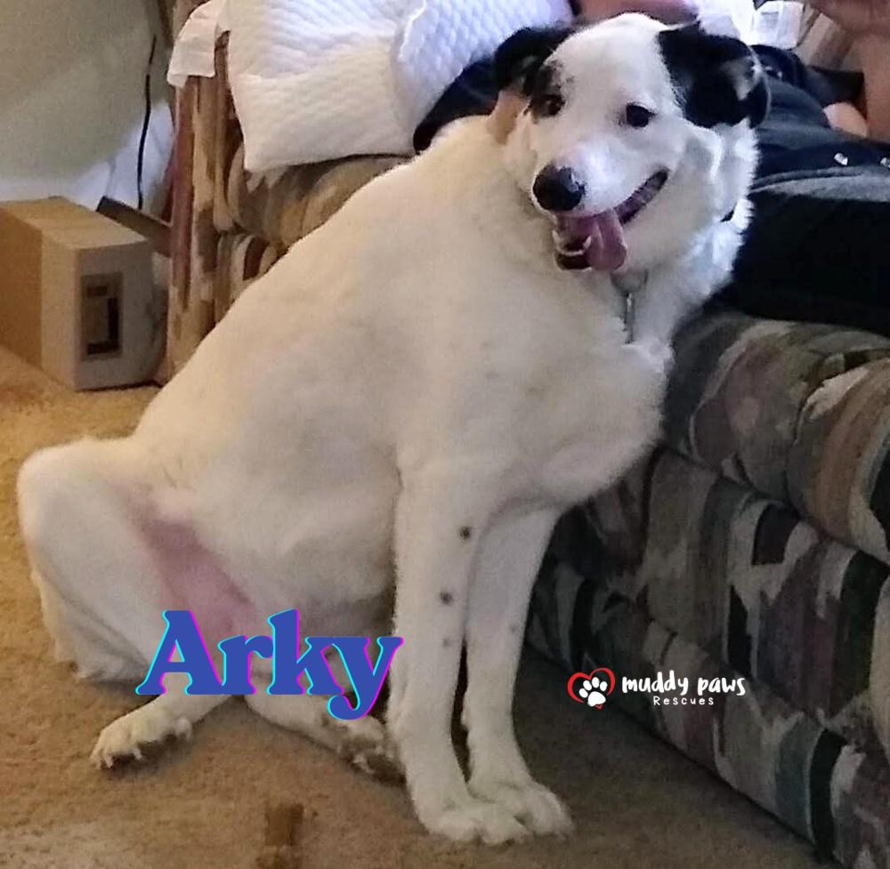 Enlarge Arky (Courtesy Post), a Adoptable mixed breed in Council Bluffs, IA image 2/3