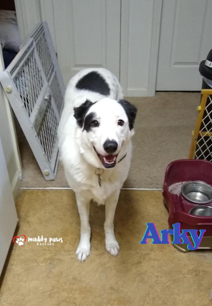 Enlarge Arky (Courtesy Post), a Adoptable mixed breed in Council Bluffs, IA image 3/3