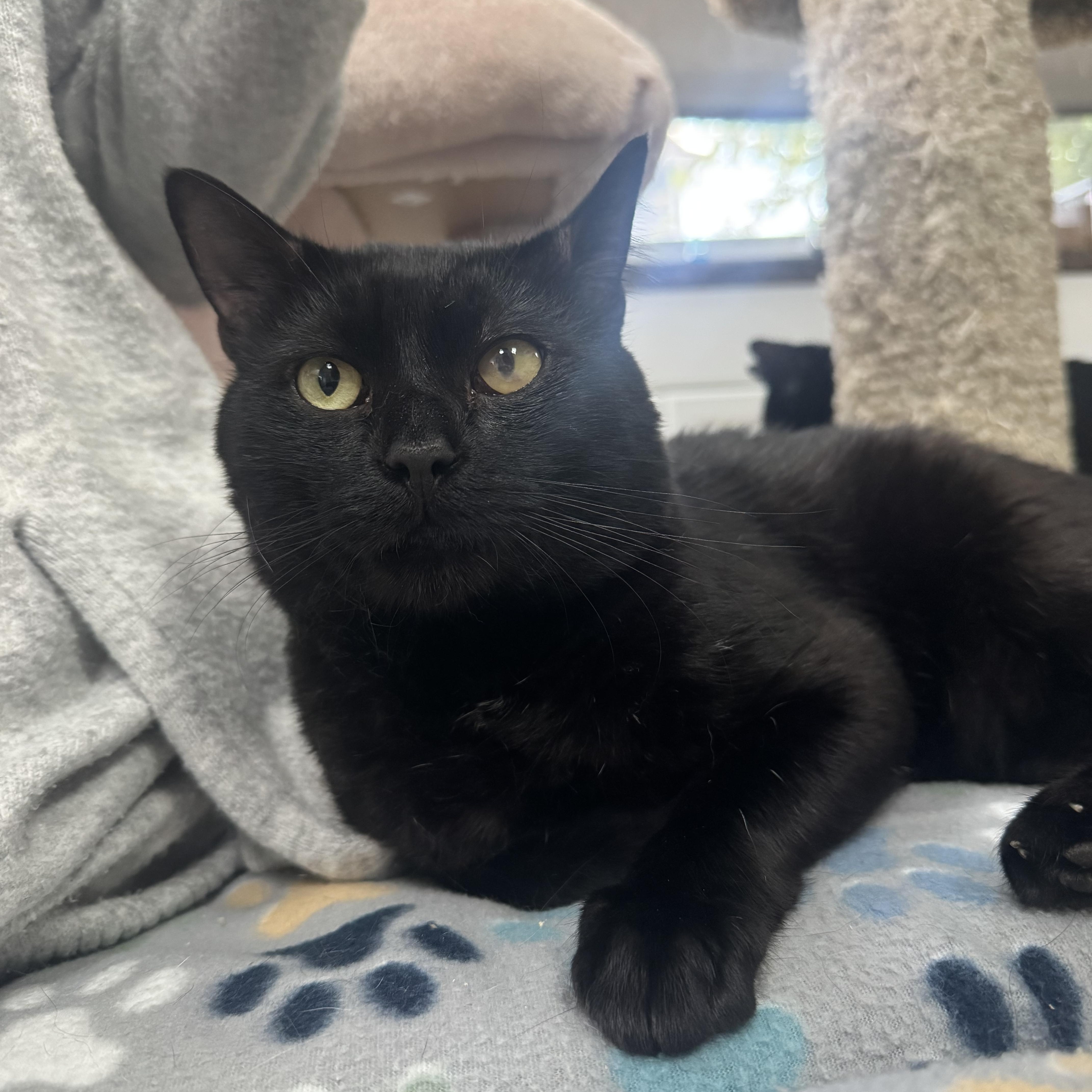 BELARION aka ZEUS KOBE, Adopted, Adult Male Bombay & Domestic Short Hair.