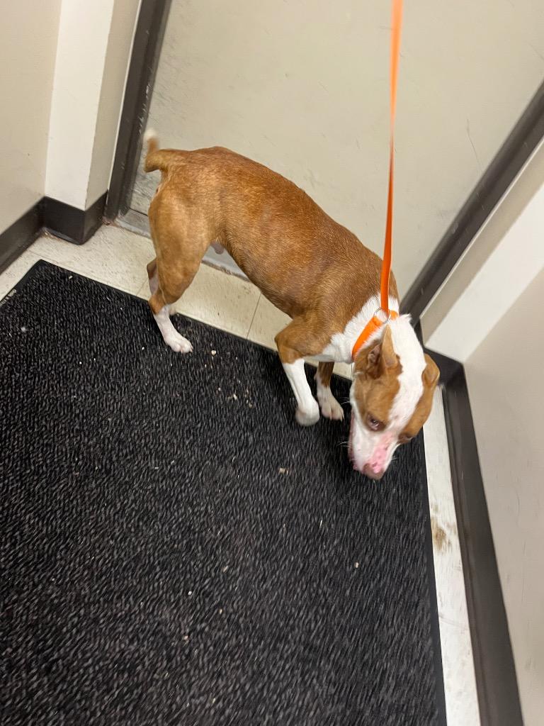 Enlarge Tabor, a Adoptable mixed breed in Mount Gilead, NC image 1/1