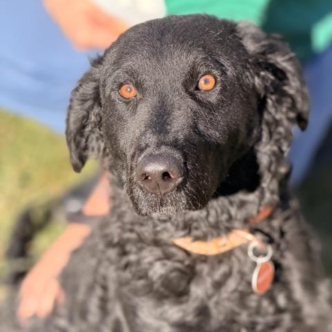 Enlarge Fergus, a Adoptable mixed breed in Sparta, NJ image 3/5