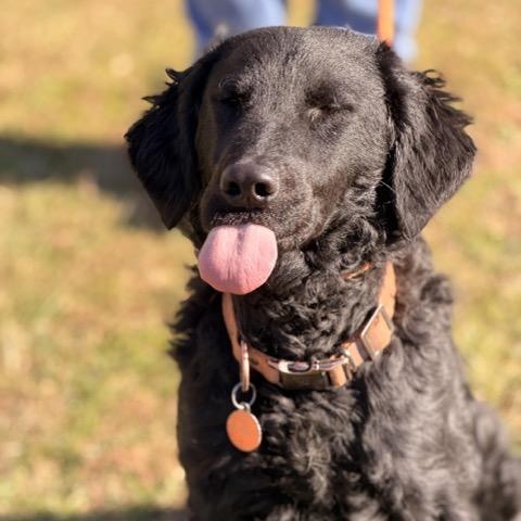 Enlarge Fergus, a Adoptable mixed breed in Sparta, NJ image 4/5