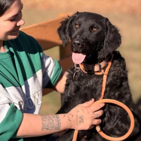 Enlarge Fergus, a Adoptable mixed breed in Sparta, NJ image 2/5