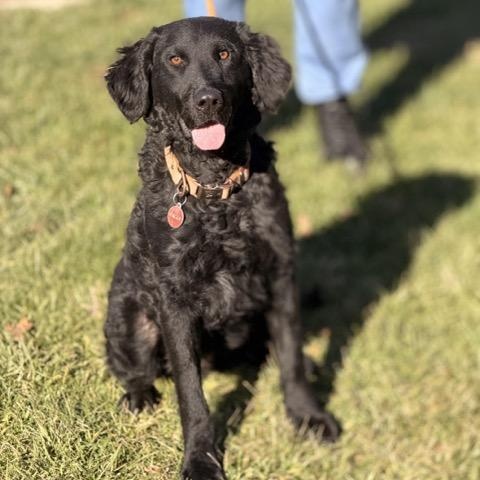 Enlarge Fergus, a Adoptable mixed breed in Sparta, NJ image 1/5
