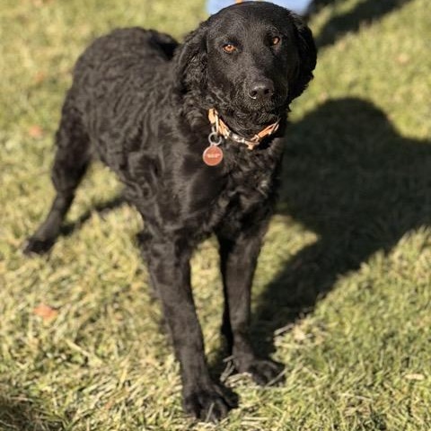 Enlarge Fergus, a Adoptable mixed breed in Sparta, NJ image 5/5